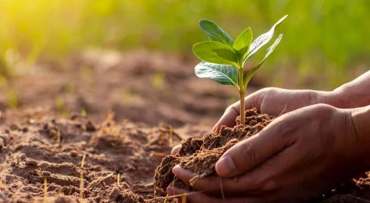 تعديلات جديدة على نظام تسجيل الأصناف النباتية لعام 2025