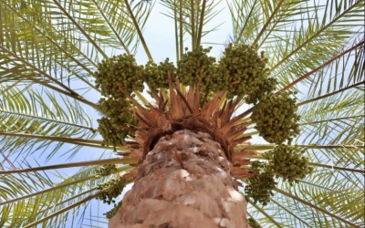 تنوّع الإنتاج وجودة التمور يرتفعان بـ 11 مليون نخلة في القصيم