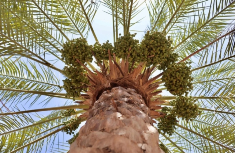 تنوّع الإنتاج وجودة التمور يرتفعان بـ 11 مليون نخلة في القصيم