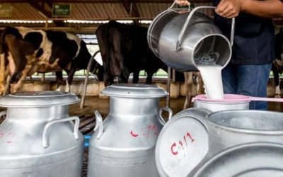 جمعية مربي الأبقار تعزز الصناعة المحلية باستيراد الحليب المدروس وتدعم المزارعين الأردنيين