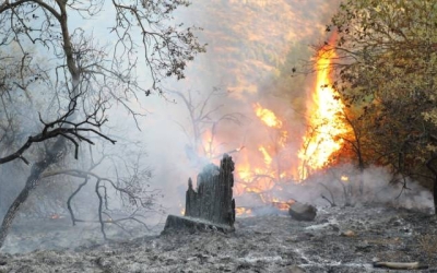 جهود وزارة الزراعة تتصاعد لملاحقة مفتعلي الحرائق باستخدام تقنيات حديثة للرصد
