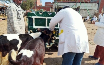 "دعوة للتعاون" من "الخدمات البيطرية" للمربين للتفاعل مع فرق التحصين في كافة المحافظات