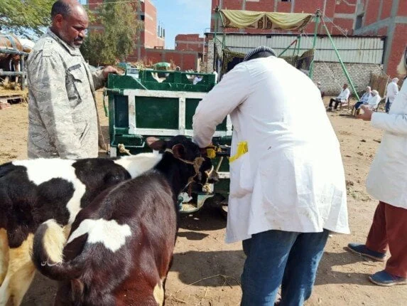 "دعوة للتعاون" من "الخدمات البيطرية" للمربين للتفاعل مع فرق التحصين في كافة المحافظات