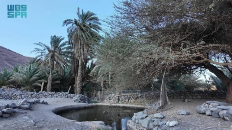 ذاكرة جريان “عين شلال” تنعش حياة أهالي ومزارع العُلا