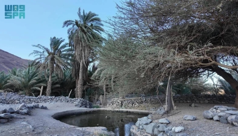 ذاكرة جريان "عين شلال" تنعش حياة أهالي ومزارع العُلا