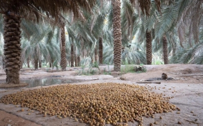 روثانة المدينة المنورة تُحقق شهرة كبيرة كأفضل أنواع الرطب في الصيف