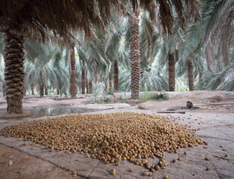 روثانة المدينة المنورة تُحقق شهرة كبيرة كأفضل أنواع الرطب في الصيف