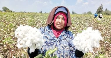 زراعة الأقطان قصيرة التيلة تقلل الواردات وتدعم الصناعة الوطنية