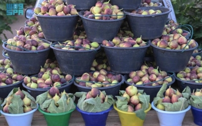 زراعة التين في القصيم تشهد نمواً متسارعاً يدعم التنوّع الزراعي ويساعد على التصدير.