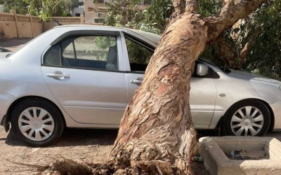 سقوط شجرة في العقبة يتسبب بأضرار كبيرة لمركبة دون إصابات بشرية - فيديو