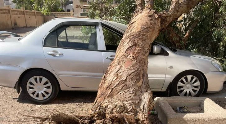 سقوط شجرة في العقبة يتسبب بأضرار كبيرة لمركبة دون إصابات بشرية - فيديو