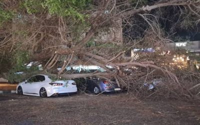 شجرة معمرة تسقط على مركبتين في العقبة وتسبب أضراراً دون إصابات