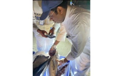 ضبط وإتلاف 10 أطنان من الروبيان والأسماك غير الصالحة للاستهلاك الآدمي من قبل هيئة الغذاء