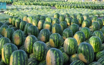 عودة البطيخ إلى الأسواق تزامنًا مع انطلاق موسم الصيف وسط إقبال المتسوقين
