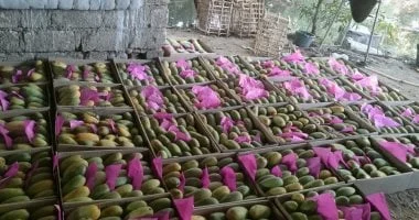 بشاير المانجا.. فاكهة الصيف تبدأ غزو الأسواق من الأقصر.. صور