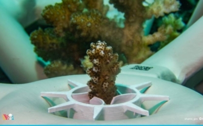 "مبادرة تبنّى مرجانًا" تبدأ المرحلة الأولى بشمس