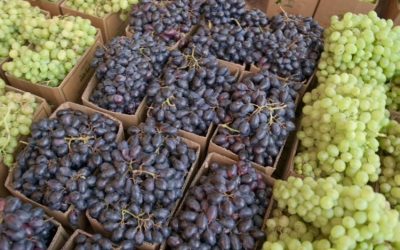 مزارع الباحة تعزز الهوية والجودة للسياحة