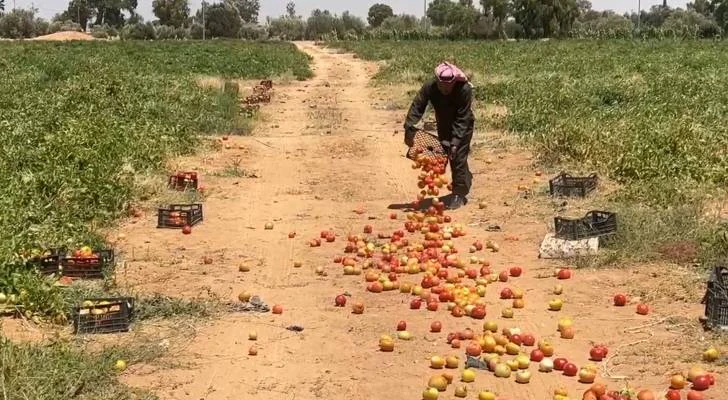 مزارع معان يحرق محصوله بيده في مشهد يلامس القلوب