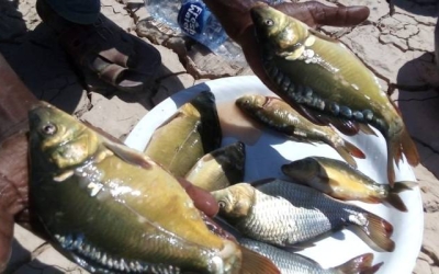 مشروع تربية أسماك الكارب في الشوبك: انطلاقة جديدة نحو الأمن الغذائي والتنمية الريفية
