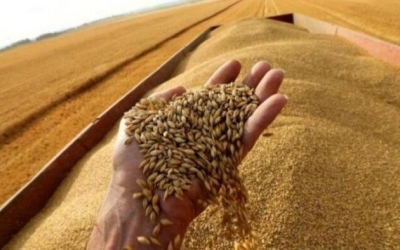 مصر تحقق 10 ملايين طن وتحتل المركز الـ 15 عالميًا في إنتاج القمح