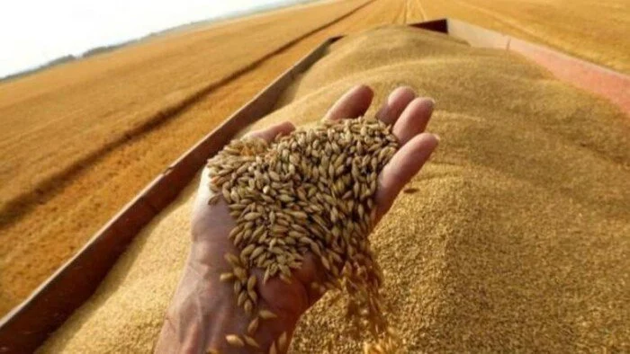 مصر تحقق 10 ملايين طن وتحتل المركز الـ 15 عالميًا في إنتاج القمح