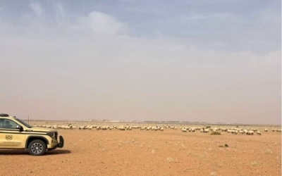 مواطن يخرق نظام البيئة من خلال الرعي في محمية الملك عبدالعزيز