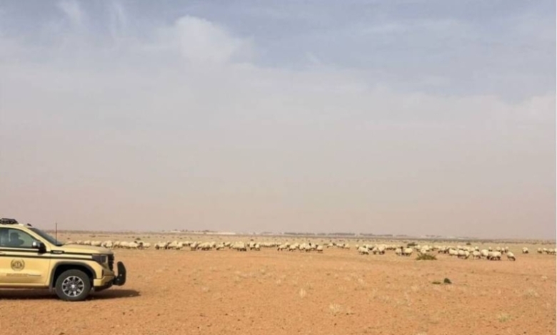 مواطن يخرق نظام البيئة من خلال الرعي في محمية الملك عبدالعزيز
