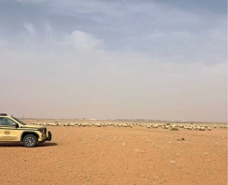 مواطن يخرق نظام البيئة من خلال الرعي في محمية الملك عبدالعزيز