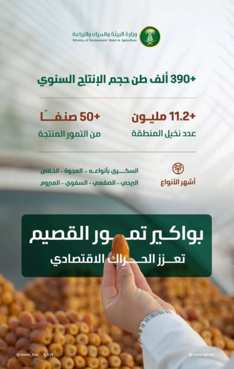 موسم جني التمور بالقصيم: 390 ألف طن يعزز الحراك الاقتصادي في المملكة العربية السعودية