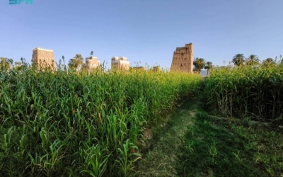 نجران: وجهة زراعية واعدة للمستثمرين بفرص متميزة وتقنيات حديثة ومتطورة.