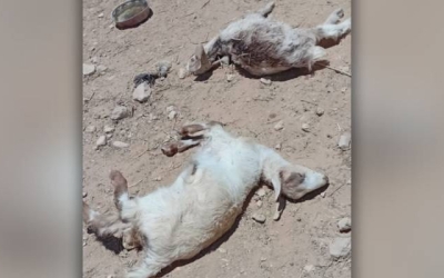 هجوم كلاب مميت: 14 رأسًا من الأغنام تسقط ضحية في وادي موسى خلال أسبوع