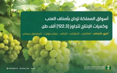 أسواق المملكة تنبض بالجودة مع توافر 122.3 ألف طن من أصناف العنب الممتازة.