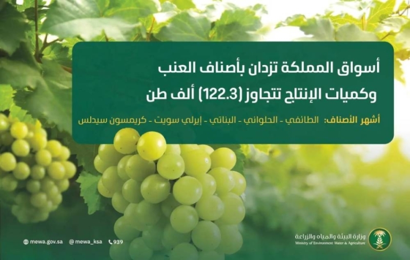 أسواق المملكة تنبض بالجودة مع توافر 122.3 ألف طن من أصناف العنب الممتازة.