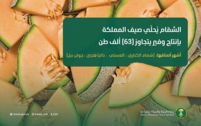 إنتاج الشمّام في المملكة يتجاوز 63 ألف طن سنويًا، مُضيفًا لذة لصيف البلاد.