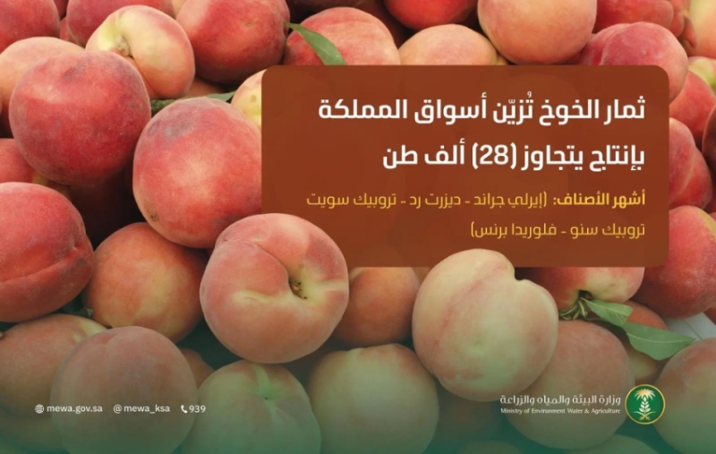 إنتاج محلي يتجاوز 28 ألف طن من ثمار الخوخ يزين أسواق المملكة العربية السعودية.