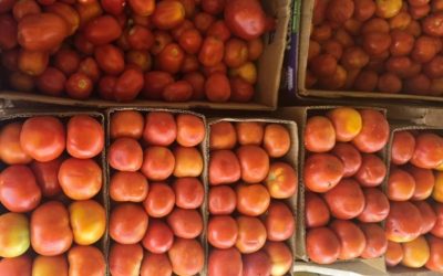 ارتفاع أسعار الرطب والمجنونة نتيجة الأجواء الحارة السائدة في المنطقة.