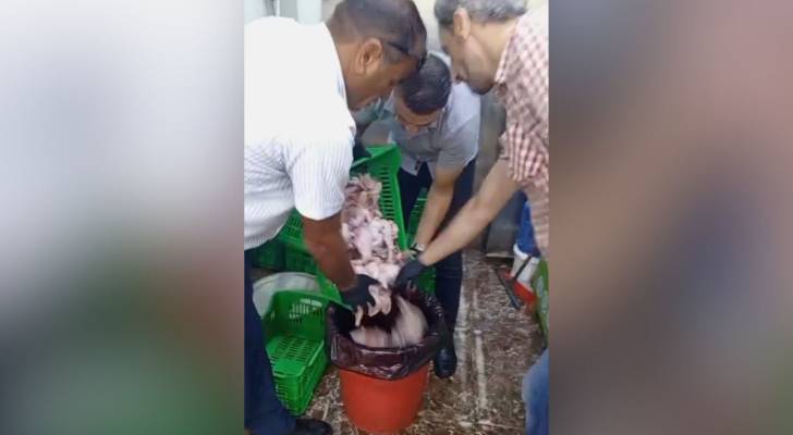 بلدية الزرقاء تتلف دجاجًا ملوثًا في مركبة غير مبردة بحشرات نافقة
