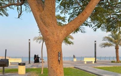 تحويل 100 ألف شجرة إلى الرقمية