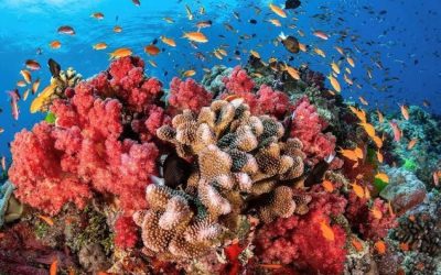 تنسيق يجمع لبحث تعزيز حماية الشعب المرجانية والسلاحف البحرية في البحر الأحمر