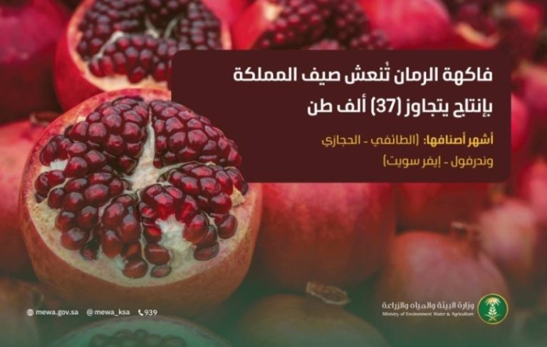 زيادة إنتاج الرمان بشكل ملحوظ تثير اهتمام المزارعين والأسواق المحلية والدولية.