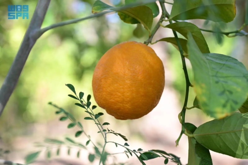 الهيئة الملكية لمحافظة العُلا تُعلن عن انطلاق "موسم العُلا للحمضيات" الجديد.