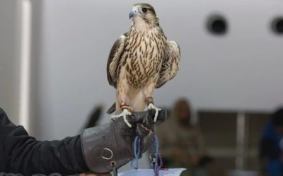 تتويج المحليين في مهرجان الملك عبدالعزيز للصقور 2025