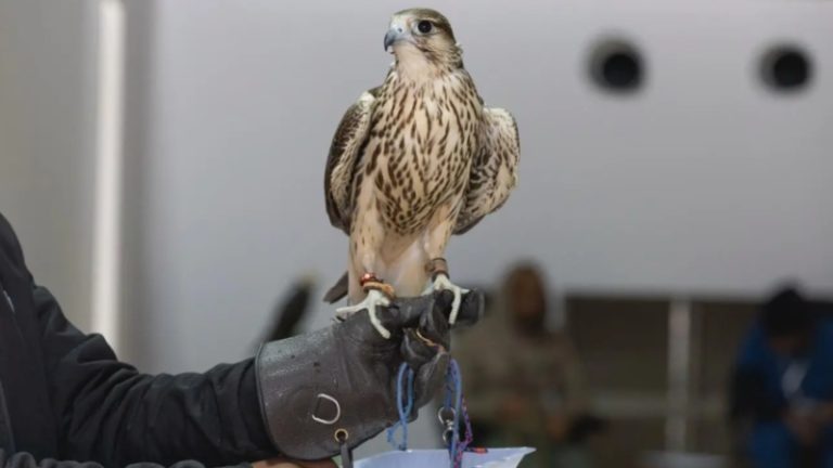 تتويج المحليين في مهرجان الملك عبدالعزيز للصقور 2025