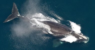 مواليد نادرة تعيد الأمل لأندر حيتان العالم وخطر الانقراض مستمر